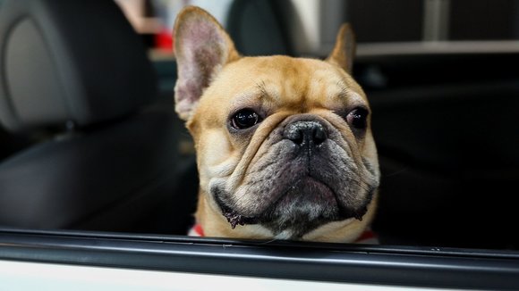EN VOITURE AVEC « PITOU »